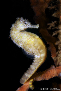 "Mello Yello" found attached to DuCoMil Pier - which sadl... by Debi Henshaw 